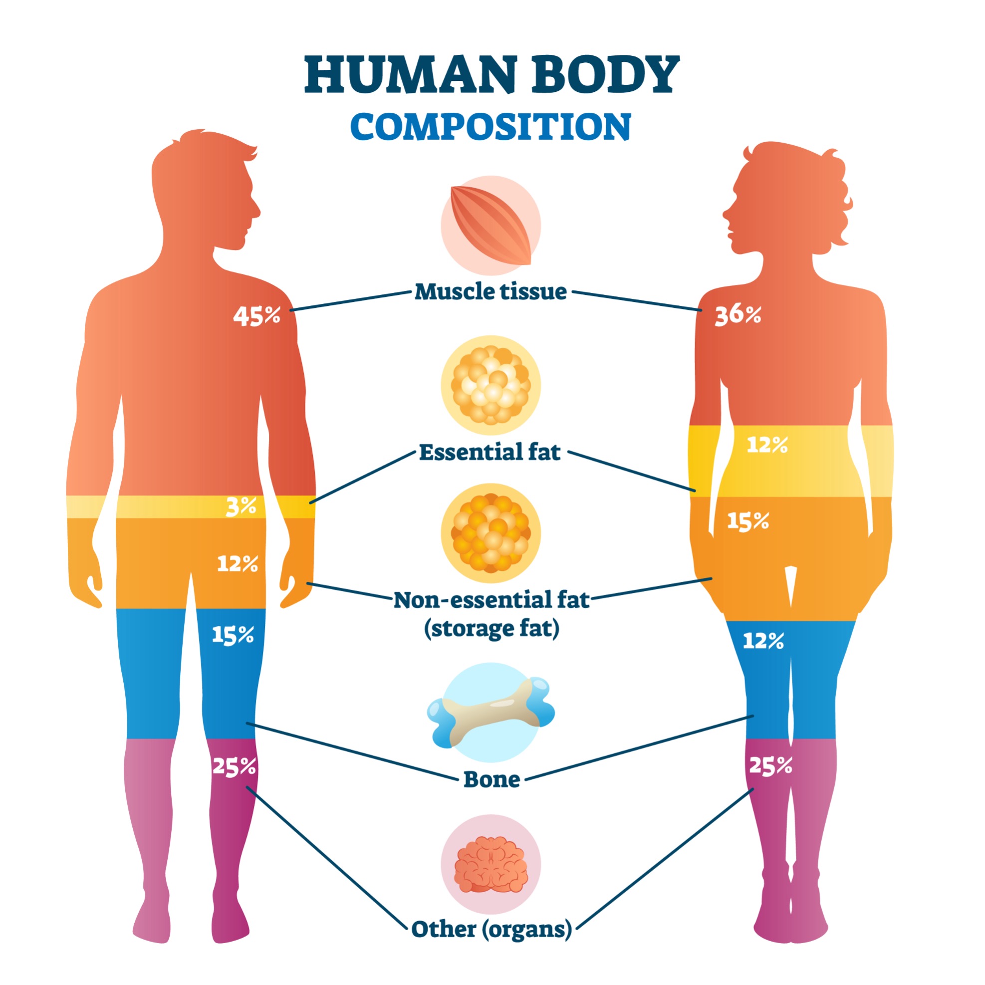 Why Am I Losing Body Fat But Not Weight